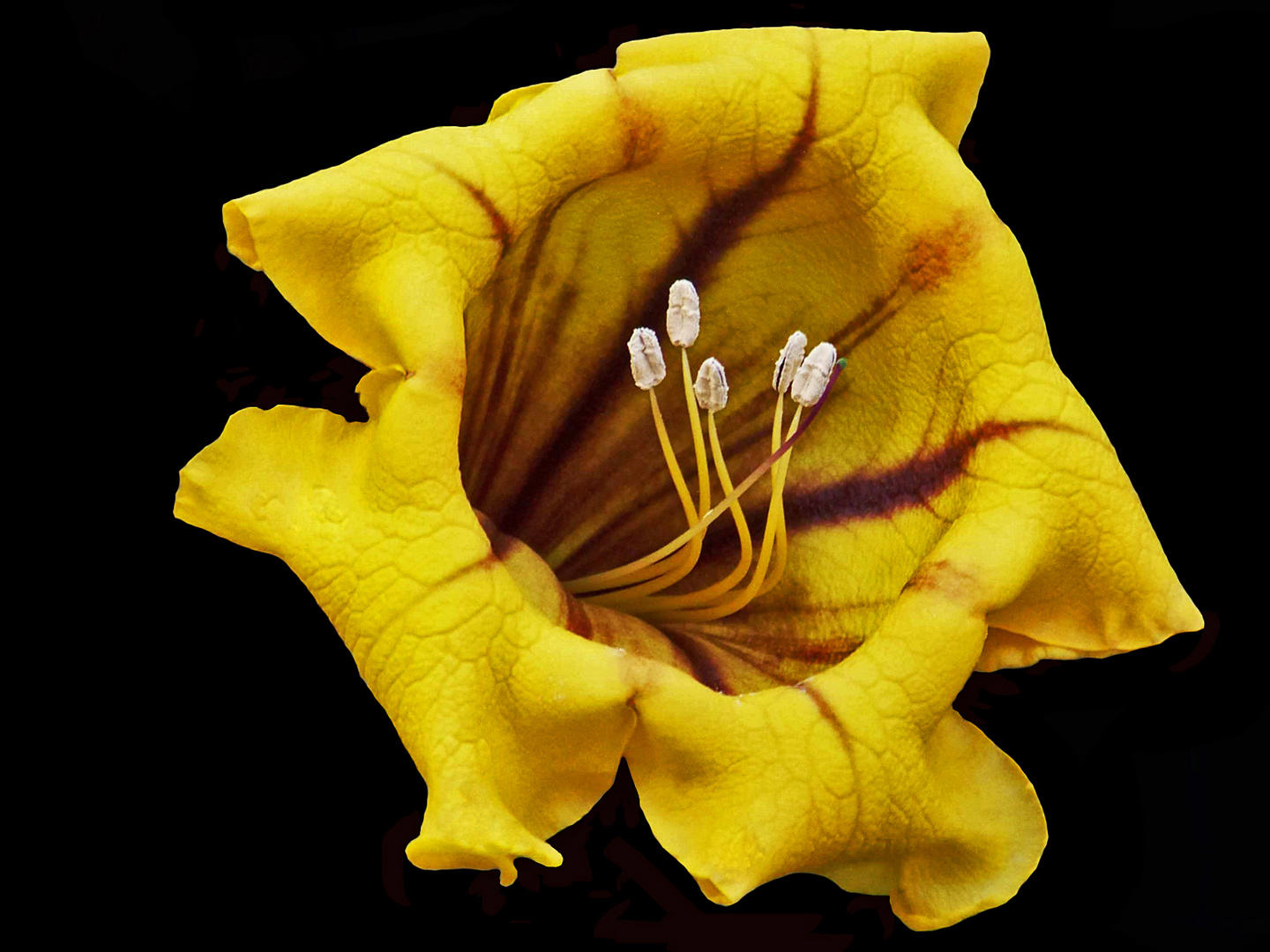 solandra