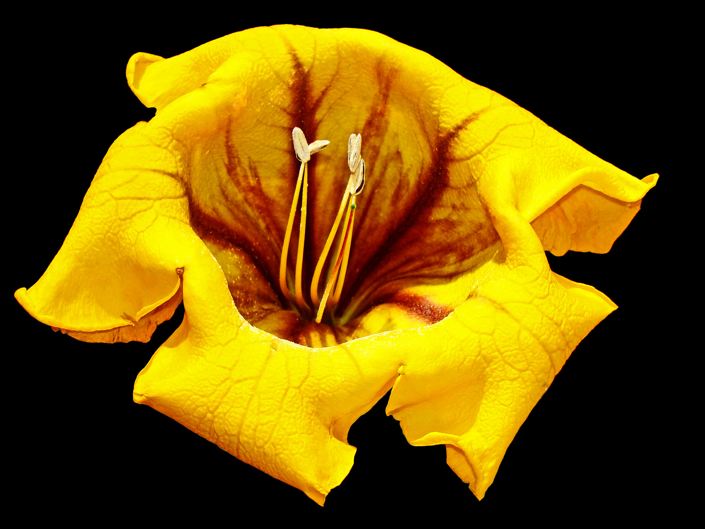 solandra