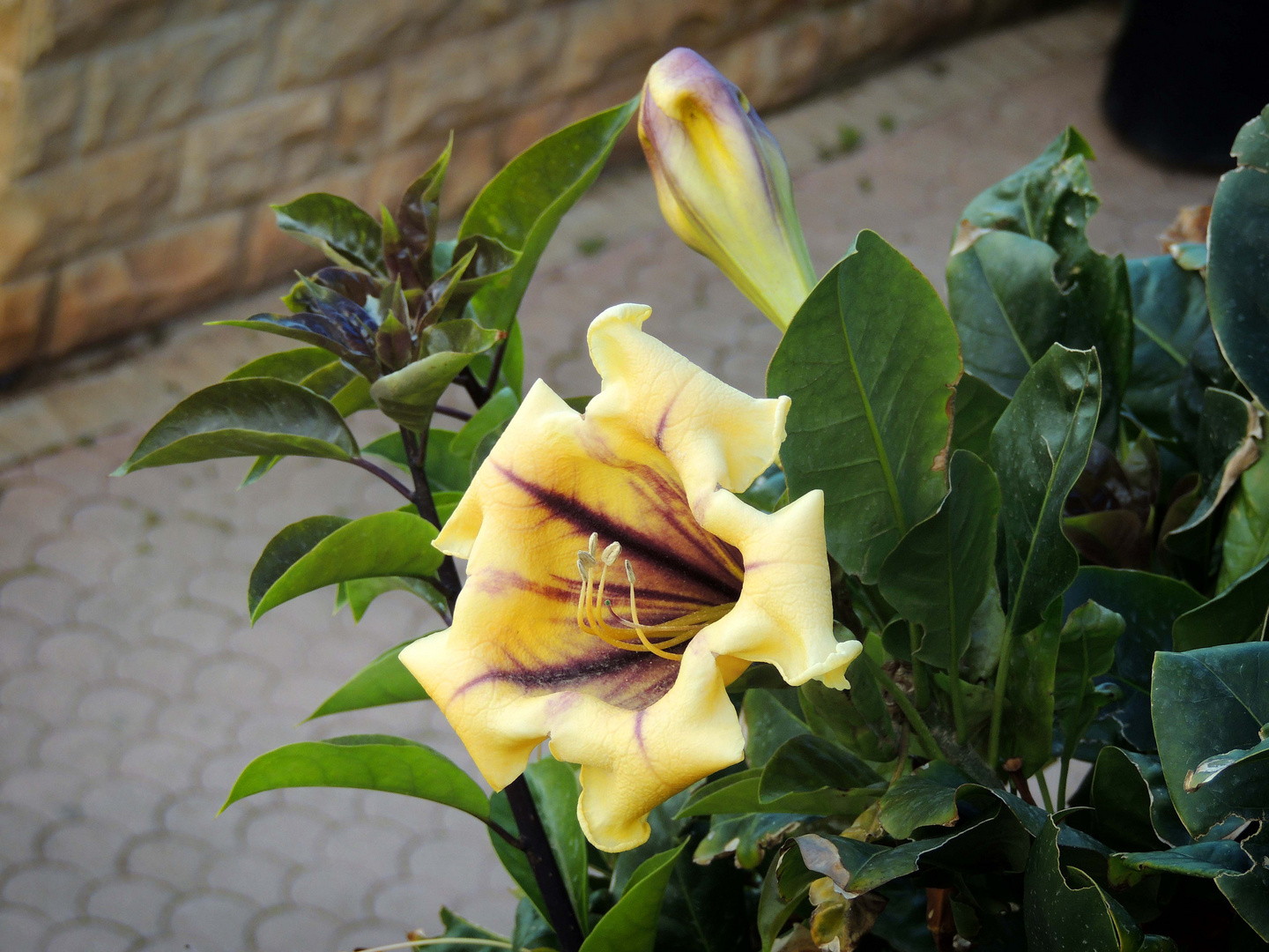 Solandra Grandiflora Maxima