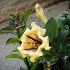 Solandra Grandiflora Maxima