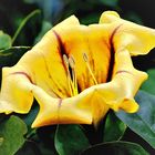 Solandra maxima