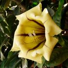 Solandra maxima