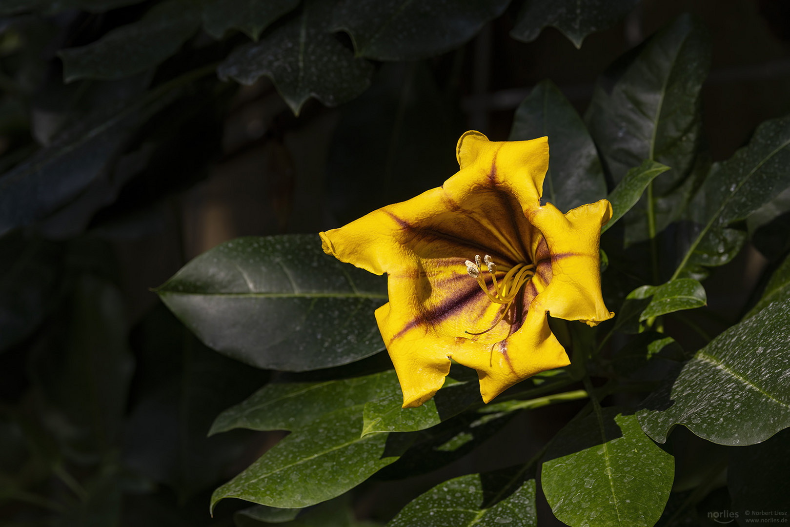 solandra maxima