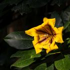 solandra maxima