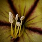 Solandra maxima (Goldkelch)