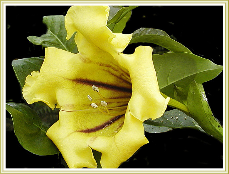 Solandra maxima  (Nachtschattengewächs)