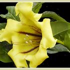 Solandra maxima  (Nachtschattengewächs)