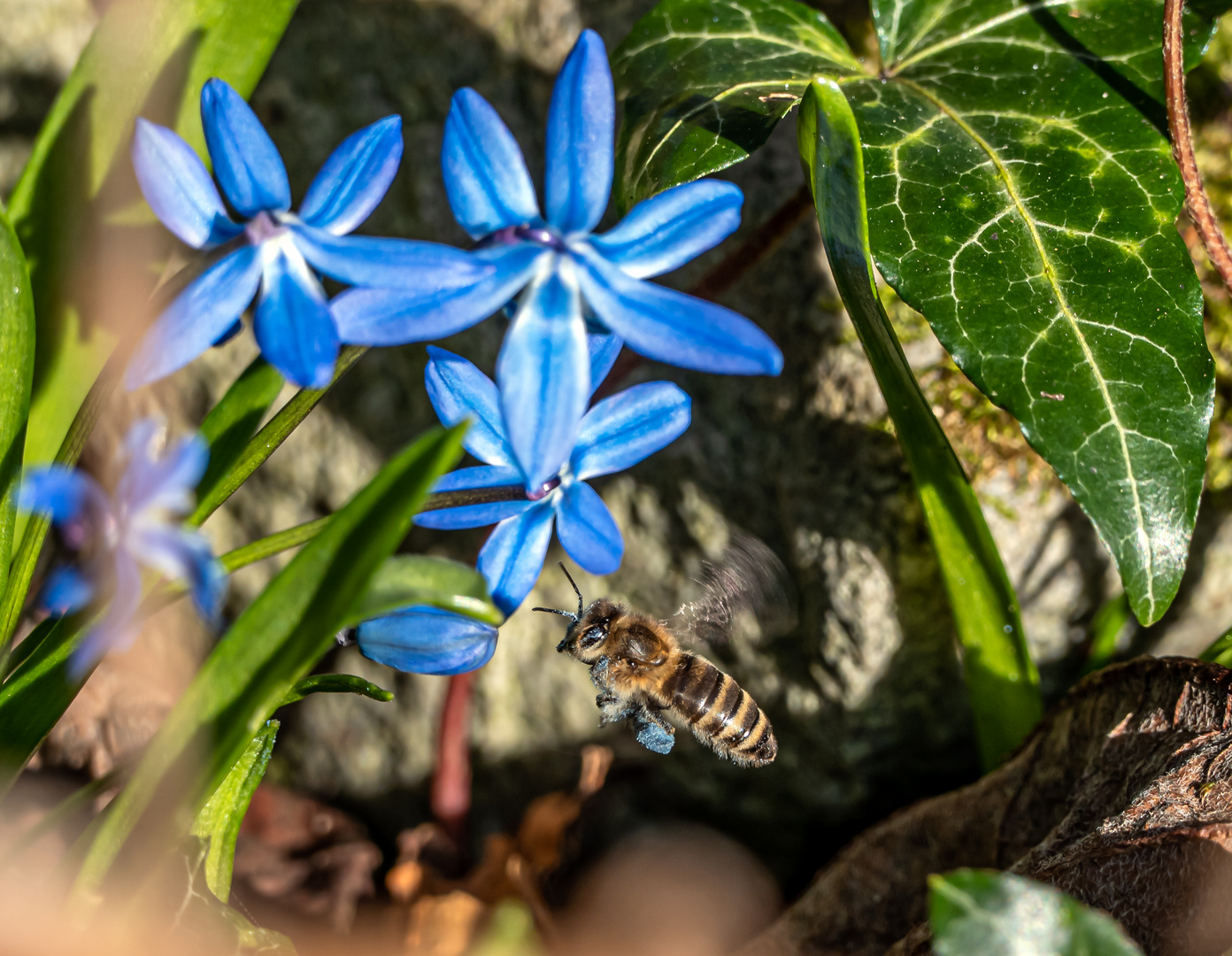 Solange die Blausternchen blühen ...