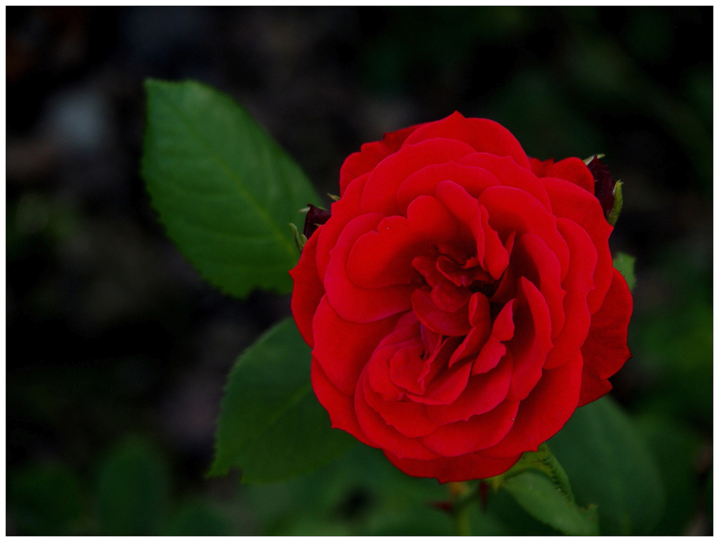 Solange noch die Rosen blühn...