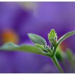 Solanum #1