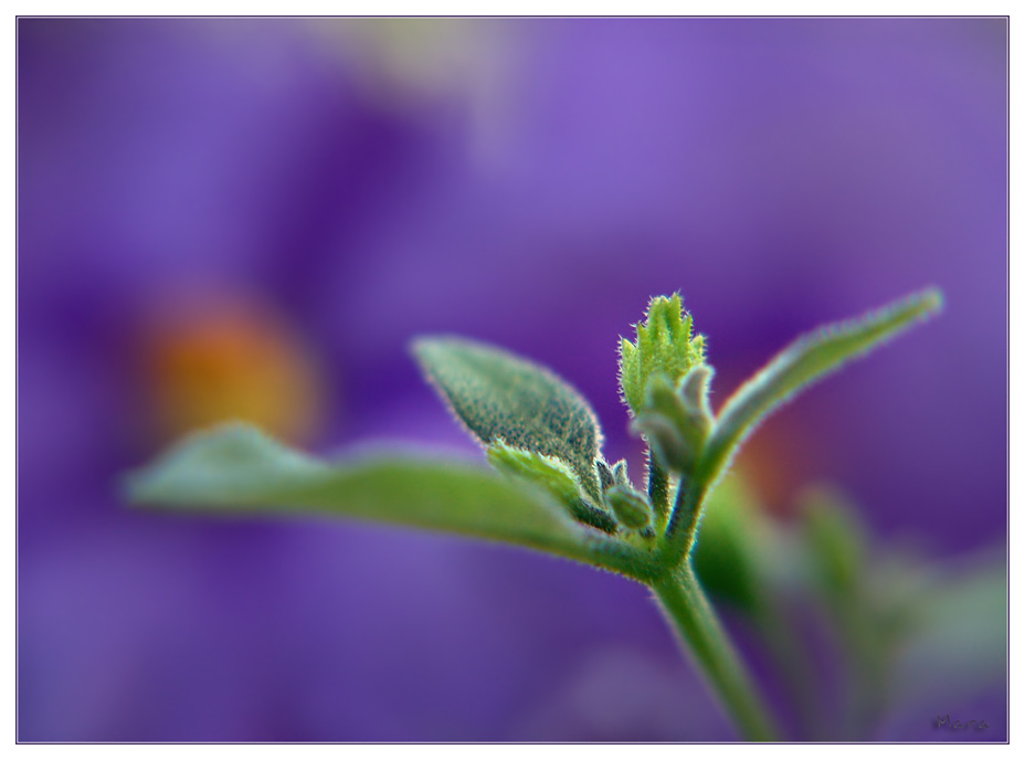 Solanum #1