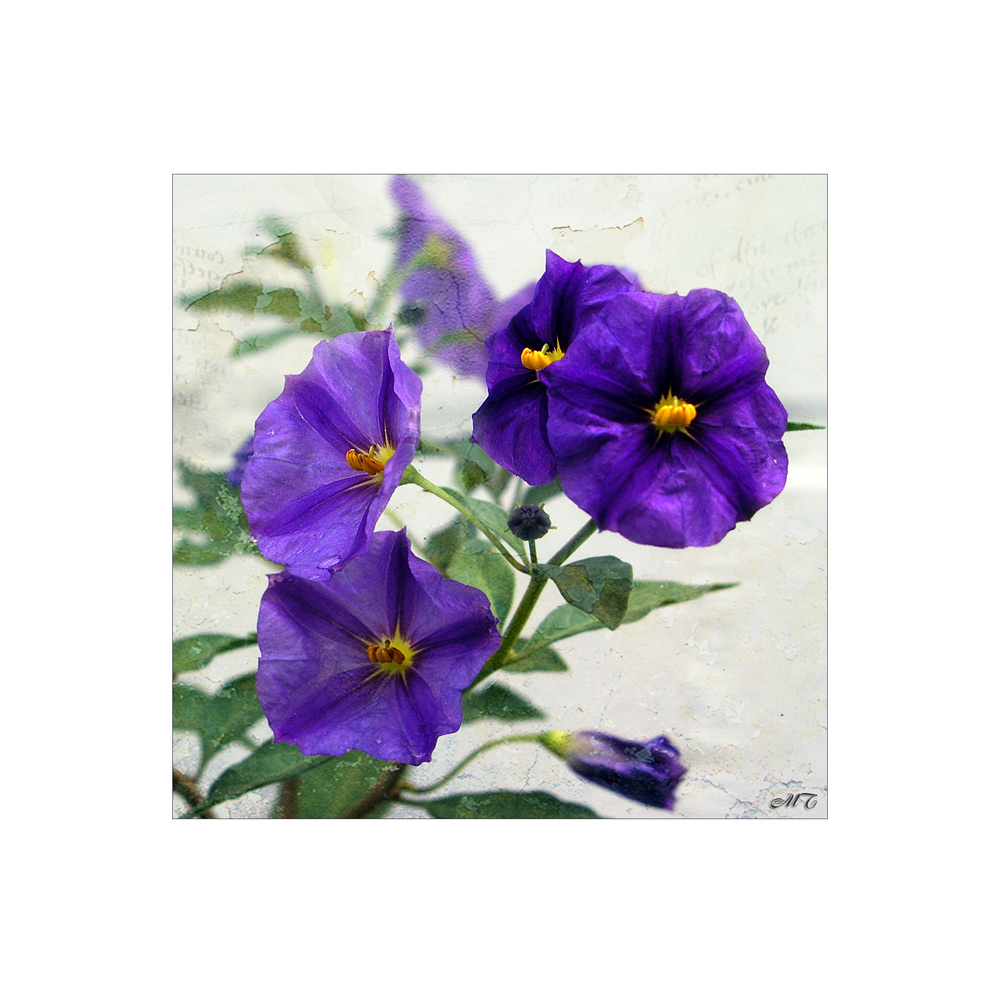 Solanum [2]