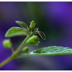 Solanum #2