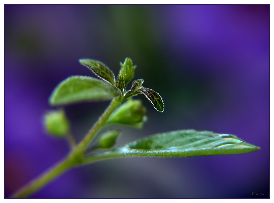 Solanum #2