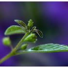 Solanum #2