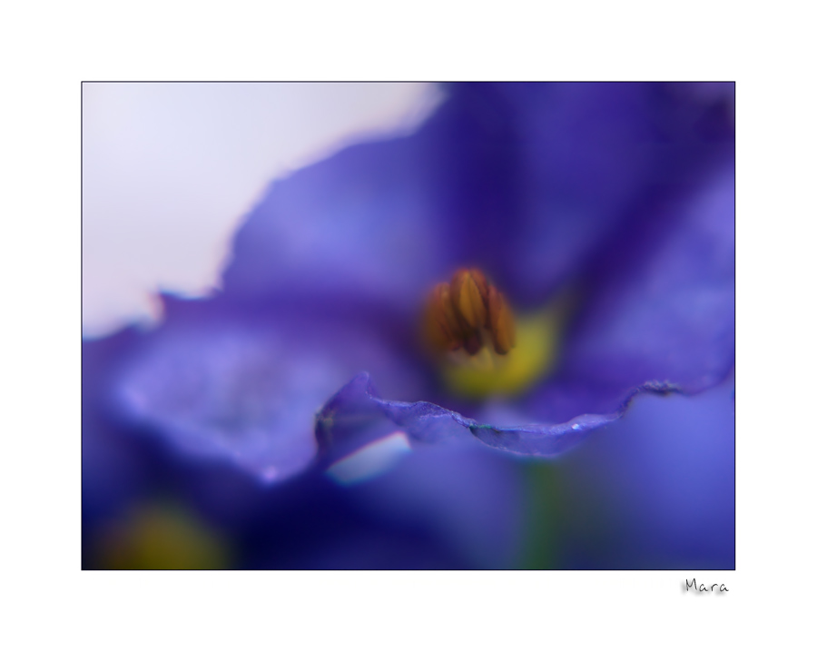 Solanum #3