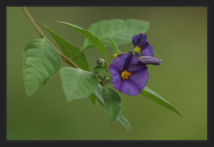 Solanum