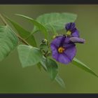 Solanum