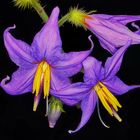 Solanum