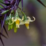 Solanum atropurpureum..