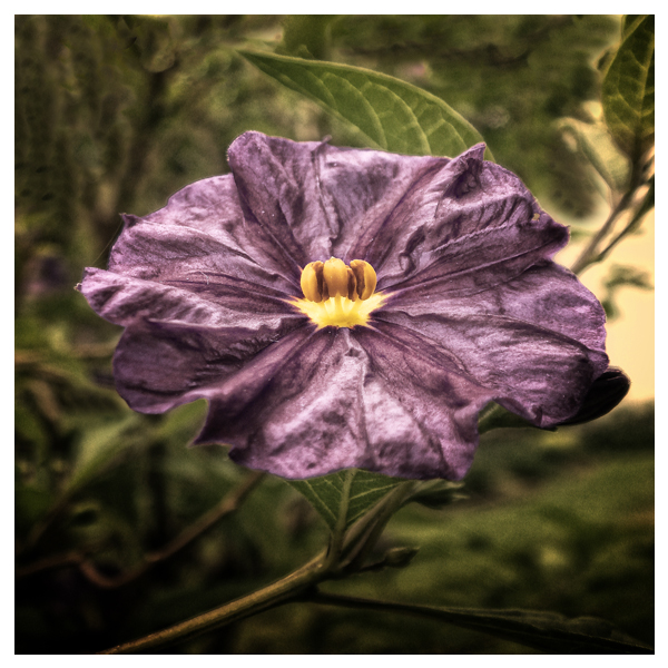 solanum