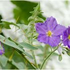 Solanum