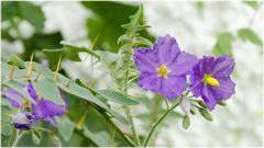 Solanum