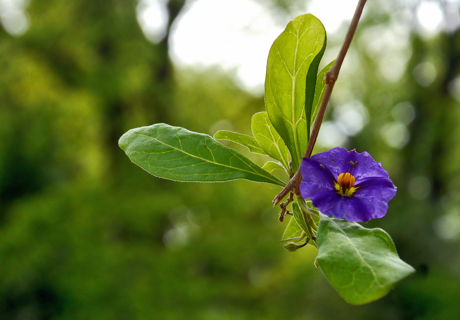 Solanum (Enzianbaum)..