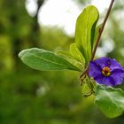 Solanum (Enzianbaum)..