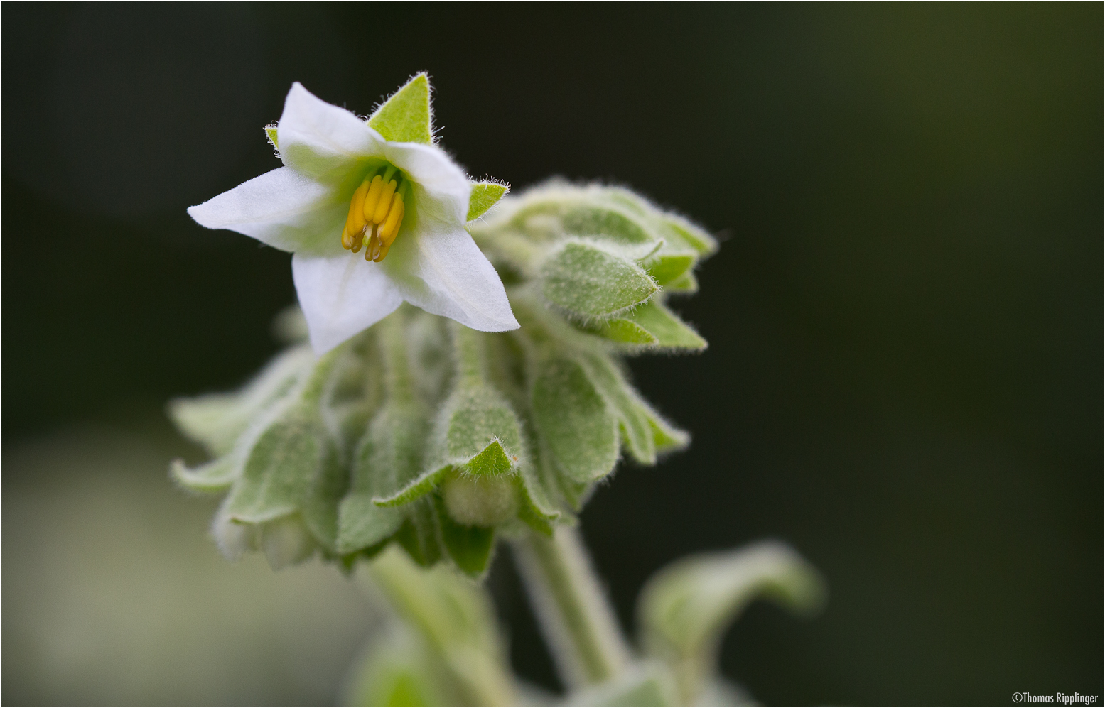 Solanum erianthum (Kartoffel Baum)