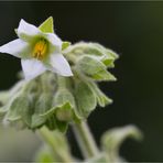 Solanum erianthum (Kartoffel Baum)