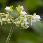 Solanum erianthum (Kartoffel Baum)..