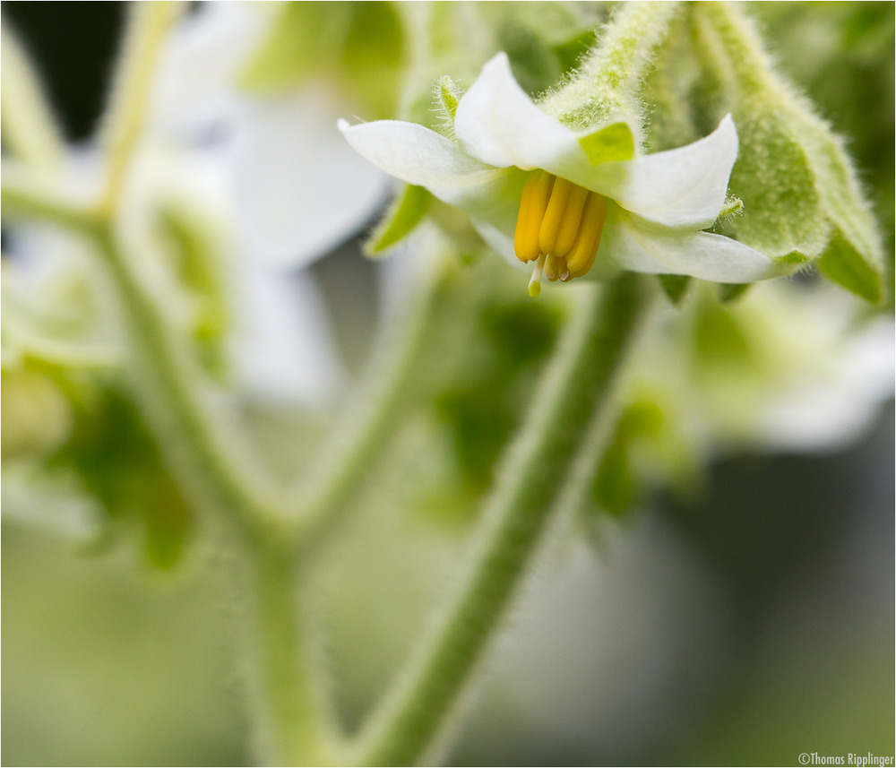 Solanum erianthum (Kartoffel Baum)....