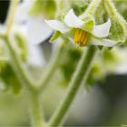 Solanum erianthum (Kartoffel Baum)....