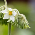 Solanum erianthum (Kartoffel Baum)..