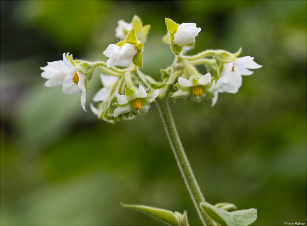 Solanum erianthum (Kartoffel Baum)...