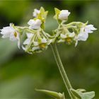 Solanum erianthum (Kartoffel Baum)...