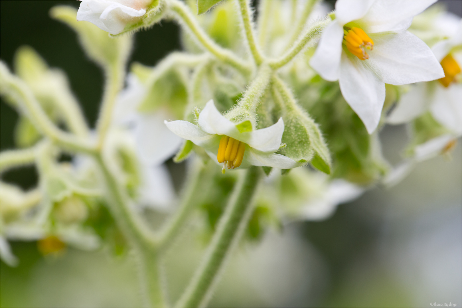 Solanum erianthum (Kartoffel Baum).....