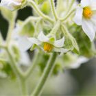 Solanum erianthum (Kartoffel Baum).....