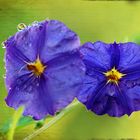 Solanum