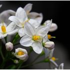 Solanum jasminoides