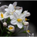 Solanum jasminoides