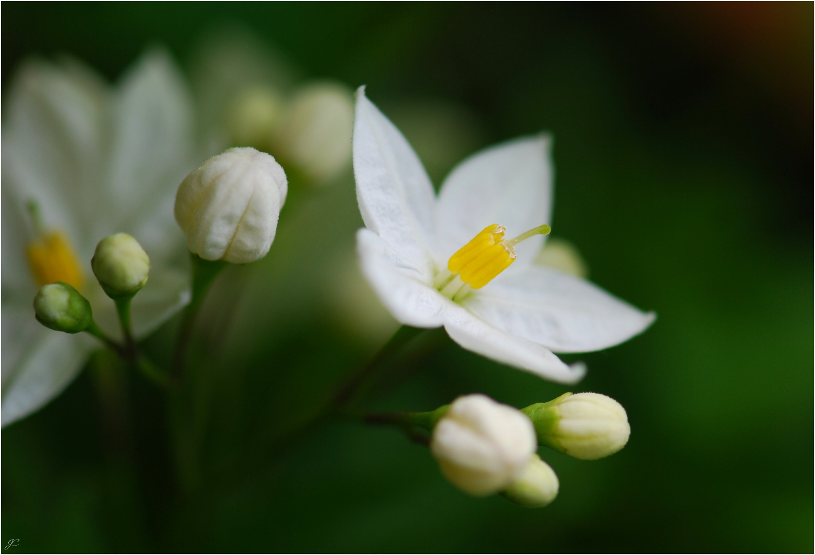 Solanum jasminoides