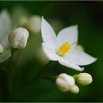 Solanum jasminoides