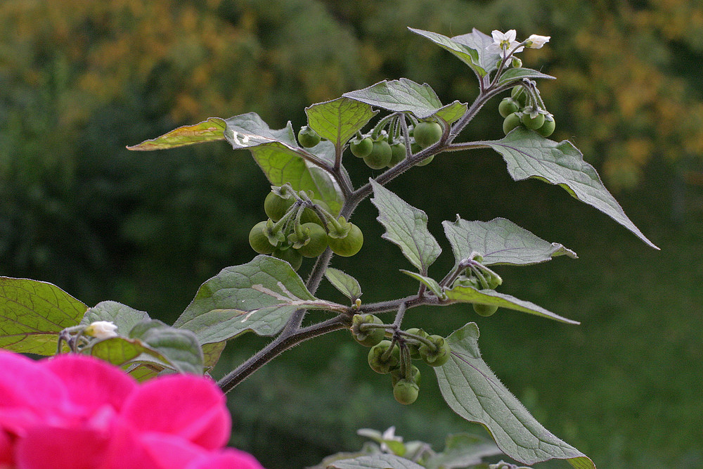 Solanum luteum