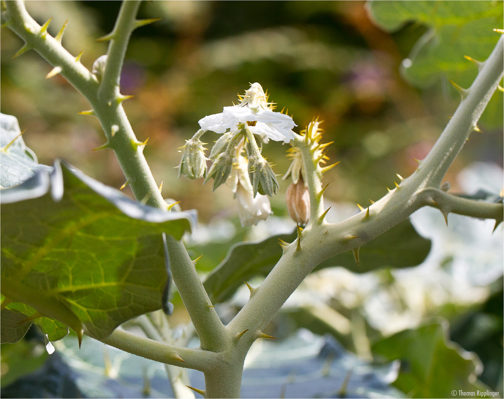 Solanum marginatum (Weißrandiger Nachtschatten)....