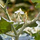 Solanum marginatum (Weißrandiger Nachtschatten)....