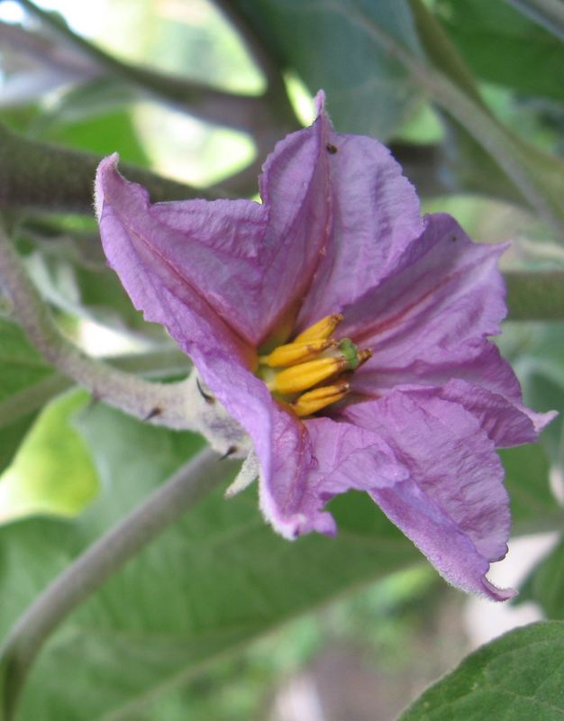 solanum melongena [aubergine]