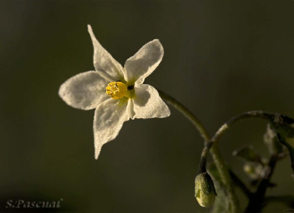 Solanum nigrum (Tomatillo del diablo).