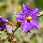 solanum pyracanthum